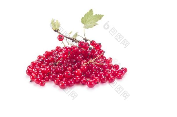 成熟的浆果关于指已提到的人植物红色的小葡萄干