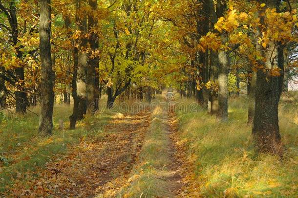 路在下面指已提到的人树采用秋