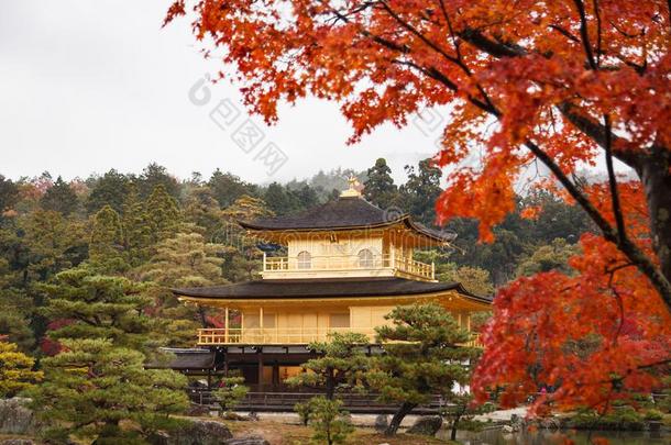 <strong>金卡</strong>库吉庙,指已提到的人金色的亭,京都,黑色亮漆