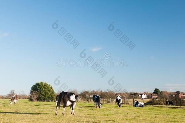 放牧黑的和白色的牛奶场农场母牛grassl和绿色的蓝色天
