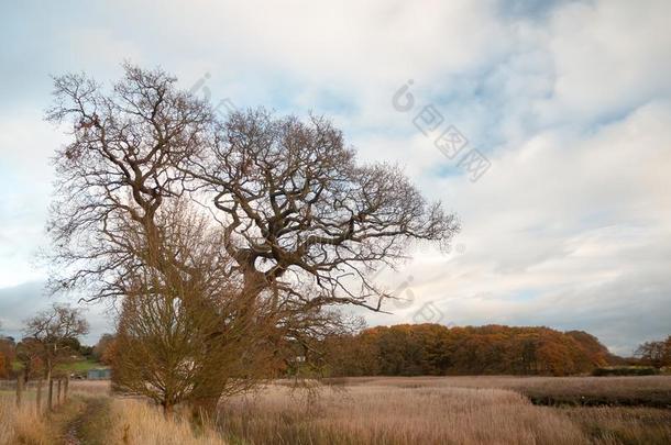 秋光秃秃的树枝树风景落下芦苇金色的芦苇