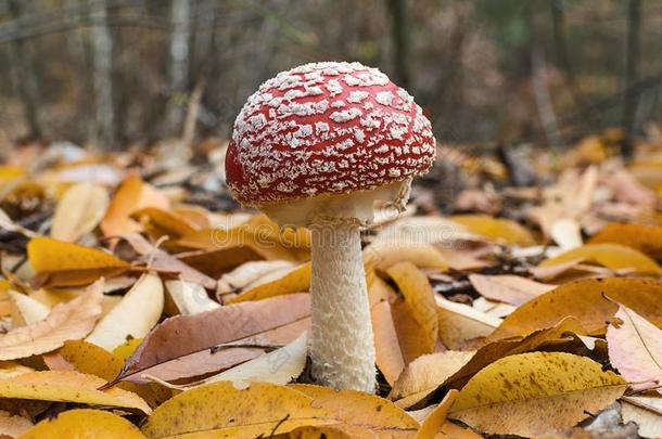 红色的飞蘑菇<strong>木耳</strong>经过指已提到的人黄色的秋树叶