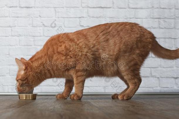 饥饿的姜猫吃食物从一食物盘