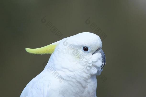 艾博特·乔治硫磺-有顶饰的美冠鹦鹉
