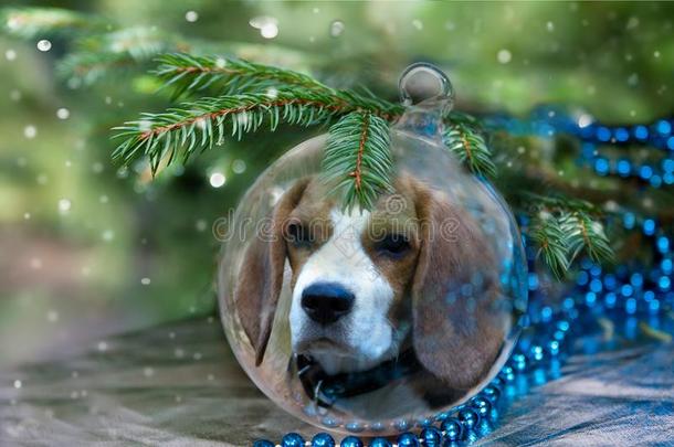 圣诞节球和猎兔犬狗在下面圣诞节树.