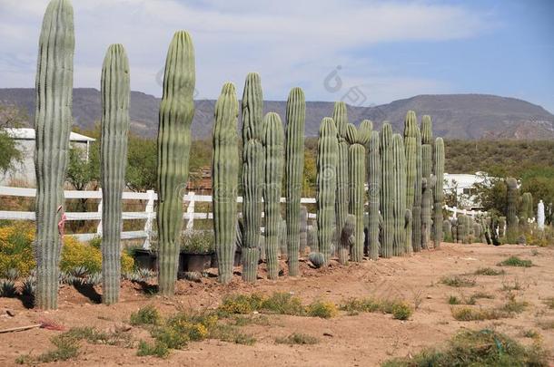 凤凰/亚利桑那州:沙漠植物婴儿室-成熟的仙人掌的一种仙人掌为