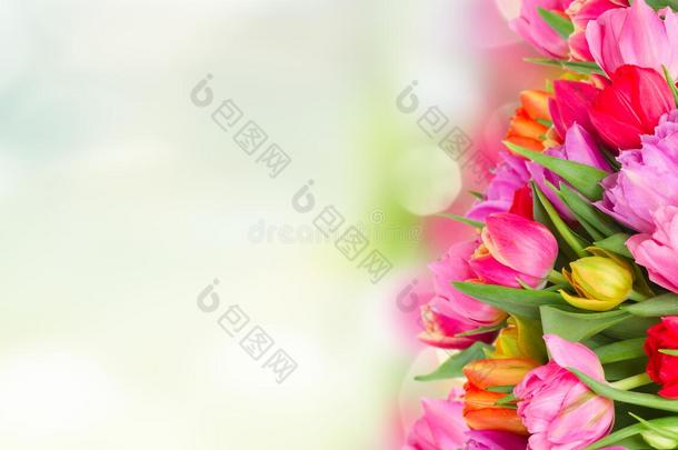 花束关于粉红色的,紫色的和红色的郁金香