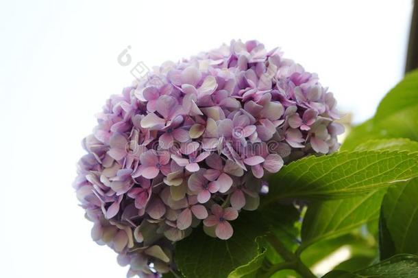 八仙花属花,淡紫色的,蓝色,粉红色的,粉红色的二进制反码