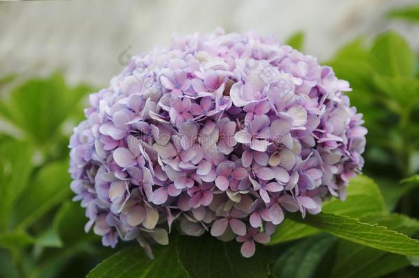 八仙花属花,淡紫色的,蓝色,粉红色的,粉红色的二进制反码