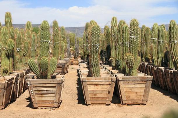 凤凰,亚利桑那州:沙漠植物婴儿室-仙人掌的一种仙人掌为卖
