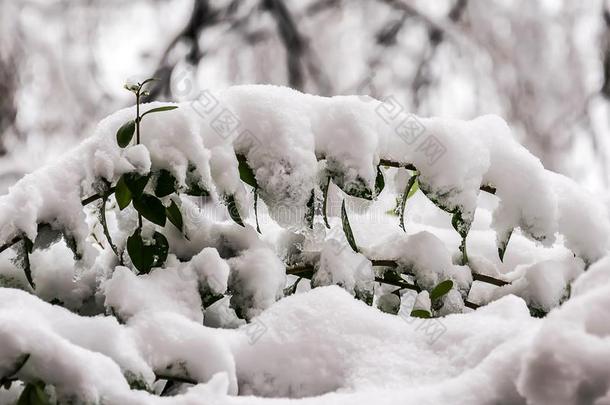 植物在下面雪