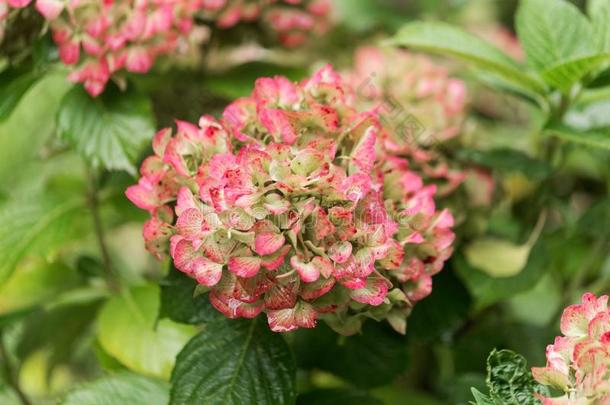 法国的八仙花属八仙花属大叶藻