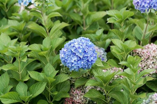 法国的八仙花属八仙花属大叶藻