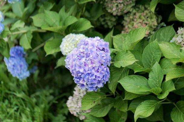 法国的八仙花属八仙花属大叶藻