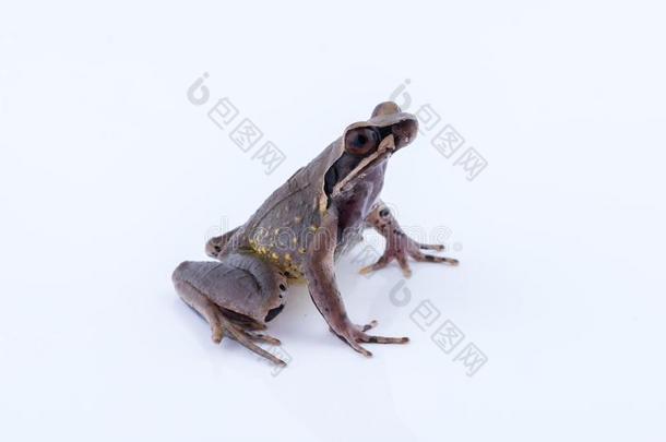 甲状腺炎小虾较小的河流有角的青蛙:青蛙向白色的背
