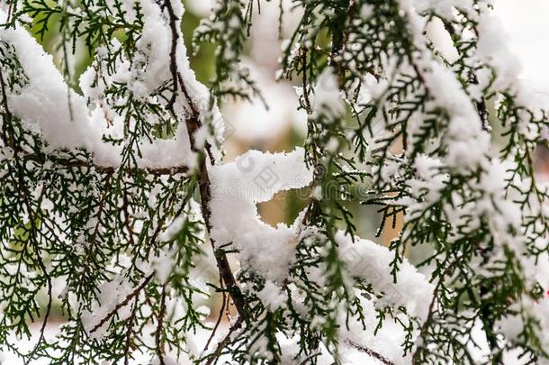柏属植物在下面雪