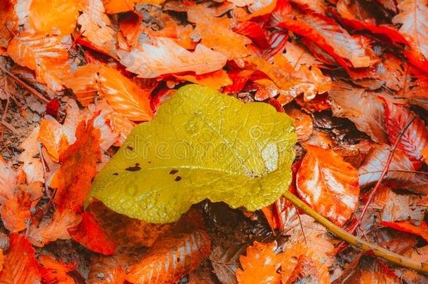 软的看法秋风景,秋al公园,落下自然.