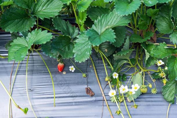 草莓植物采用草莓田