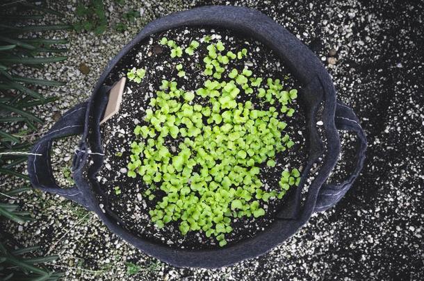 绿色的植物种植采用泥<strong>土家</strong>garden采用g蔬菜