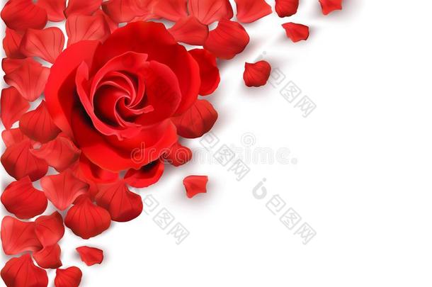 背景和红色的玫瑰和<strong>花瓣装饰</strong>