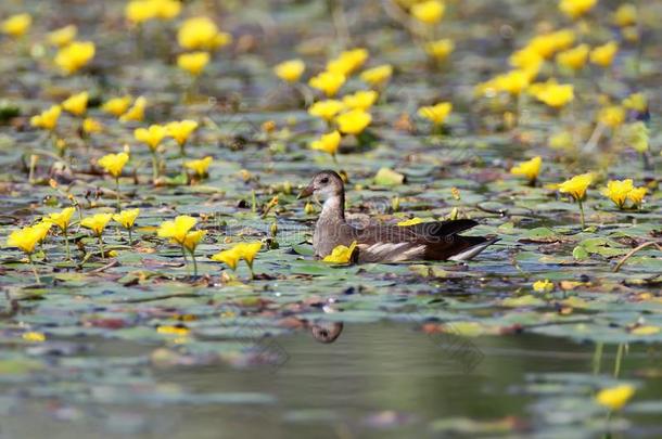 一年幼的雌苏格兰雷鸟熏鱼上附着的鳔被环绕着的在旁边黄色的<strong>水花</strong>.