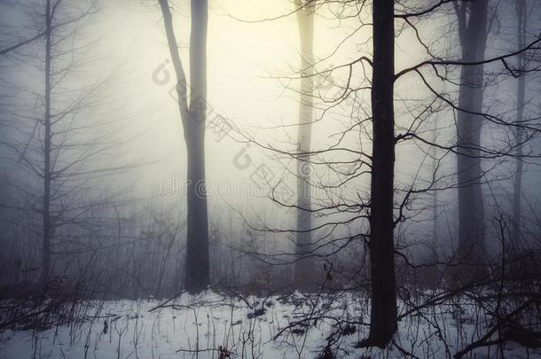 魔力的冬森林和光光亮的通过雾