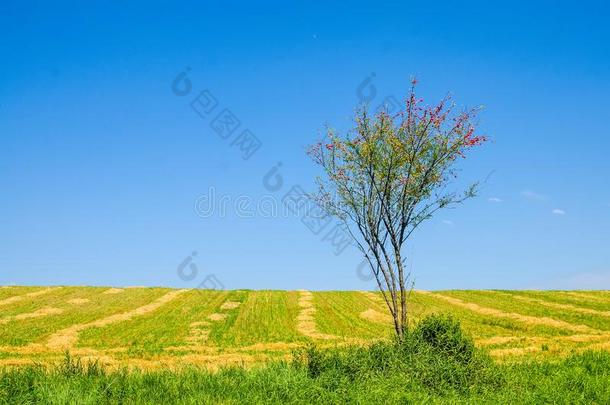 野生的樱桃李子或蔷薇科树铈树