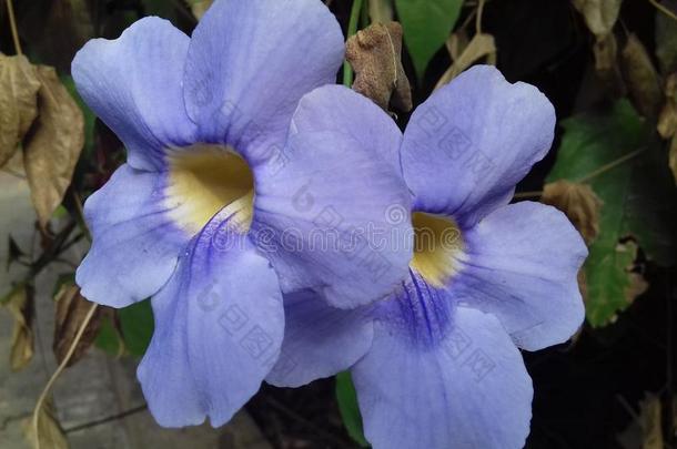 两个紫色的通伯格亚大花蔷薇花采用sunsh采用e