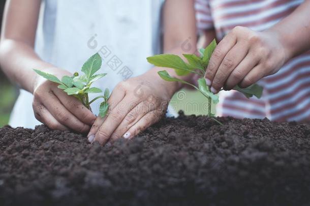 两个孩子们小的女孩手种植年幼的树向黑的泥土