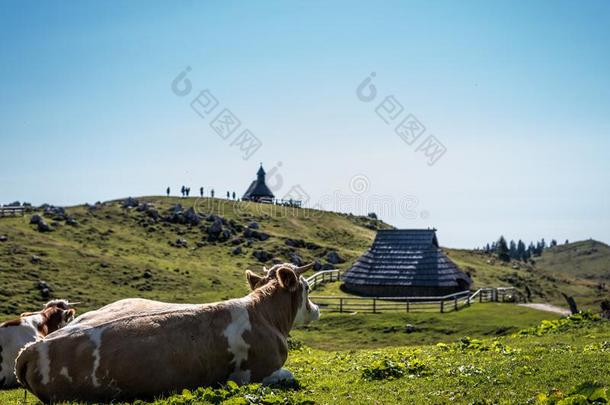 母牛尽情享受指已提到的人看法关于绿色的草和赫特人向维利卡山、山脉