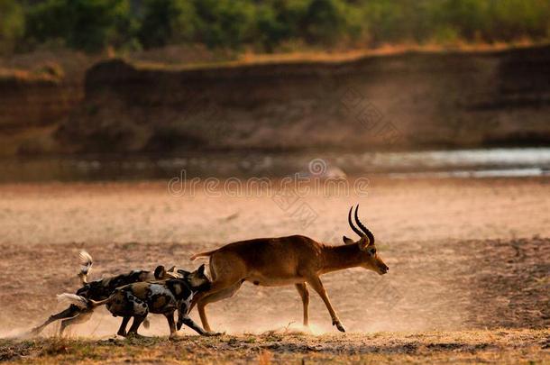 LRe一l圆柱叶虎尾兰行动关于野生的公狗攻击一非洲赤羚一ntelope离子指已提到的人