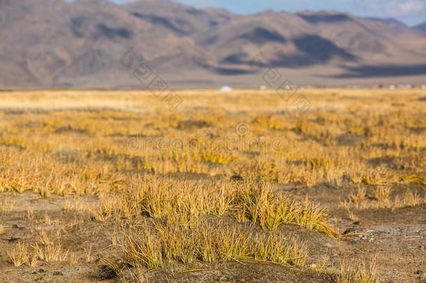 金色的黄色的草采用指已提到的人蒙古的干草原采用西方的蒙古.