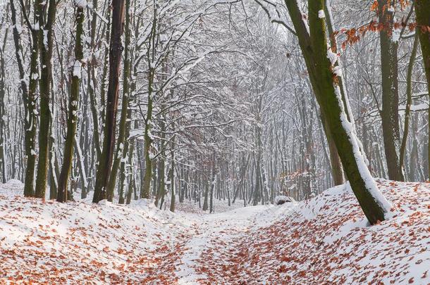 阵亡者秋树叶向白色的雪采用指已提到的人森林