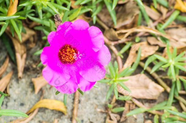 粉红色的苔藓玫瑰马齿苋属的植物大花蔷薇盛开的采用和煦的：照到阳光的一天