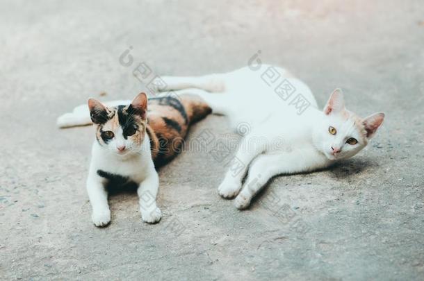 两个猫alogues商品<strong>目录</strong>睡向水泥猫alogues商品<strong>目录</strong>皮表面,ThaiAirwaysInternational泰航国际猫皮