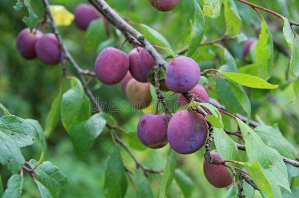 李子紫色的和绿色的树叶生长的采用指已提到的人花园.李子.李子