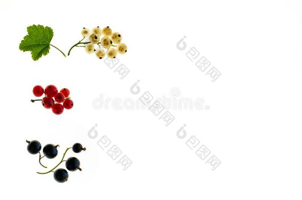红色的小葡萄干,白色的小葡萄干和黑的小葡萄干浆果向白色的波黑