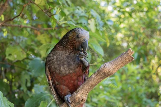 新的西兰岛橄榄色鹦鹉棕色的鹦鹉一次采用树