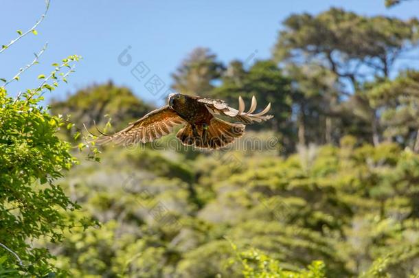 新的西兰岛橄榄色鹦鹉棕色的鹦鹉采用飞行