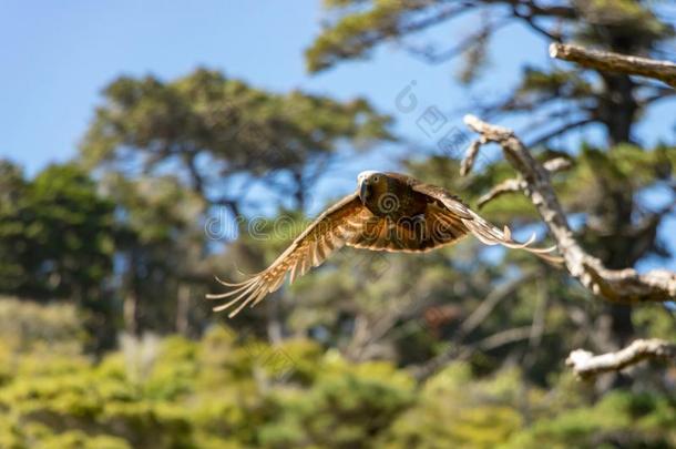 新的西兰岛橄榄色鹦鹉棕色的鹦鹉飞行的