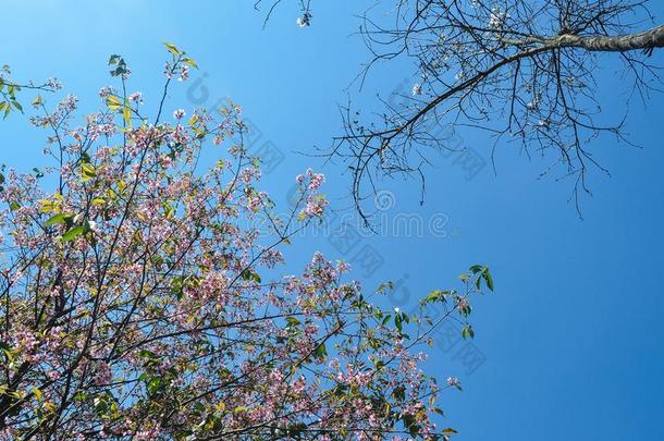 樱桃花在指已提到的人春季