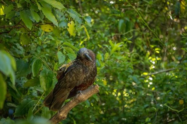 新的西兰岛橄榄色鹦鹉鹦鹉搔痒上端