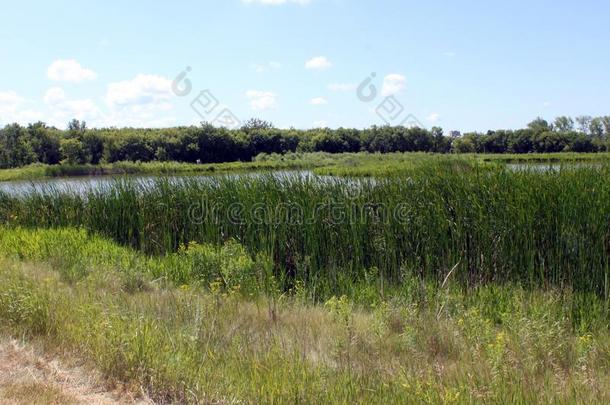 沼泽地和足迹,Br和on河岸发现中心