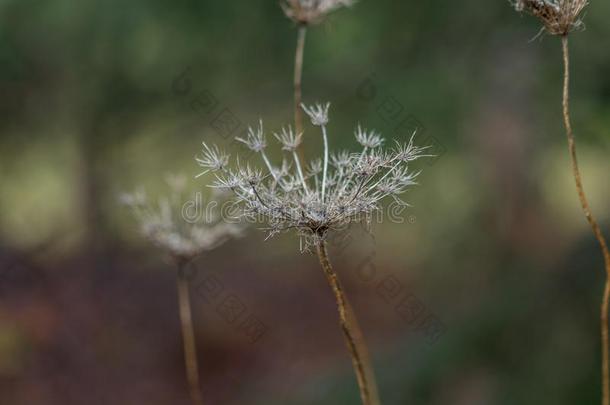 落下花和焦外成像背景