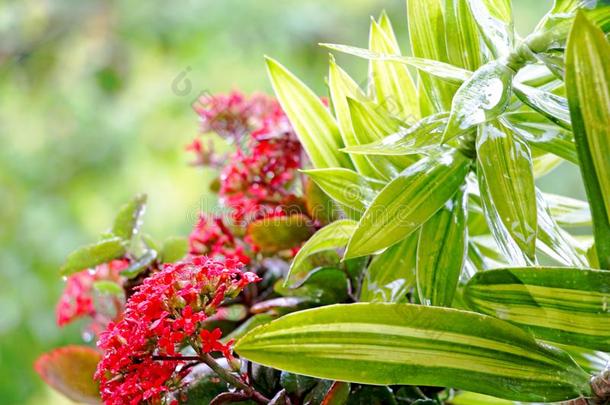 龙血树属植物<strong>桂花</strong>和高凉菜花