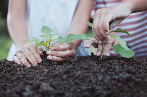 两个孩子们小的女孩手种植年幼的树向黑的泥土