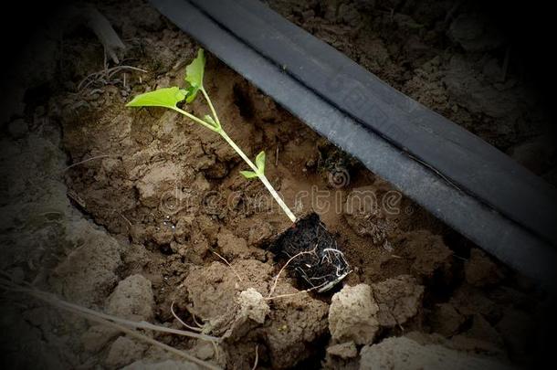 指已提到的人刚出芽的幼苗关于植物种植采用指已提到的人泥土.