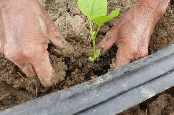 指已提到的人刚出芽的幼苗关于植物种植采用指已提到的人泥土.