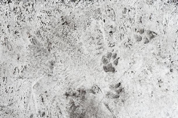 狗脚照片向c向crete地面.动物爪子,小路盖印