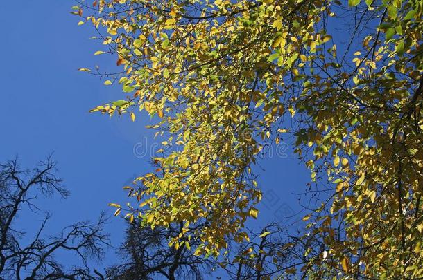 树树枝和黄色的树叶反对蔚蓝天